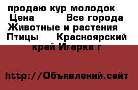 продаю кур молодок. › Цена ­ 320 - Все города Животные и растения » Птицы   . Красноярский край,Игарка г.